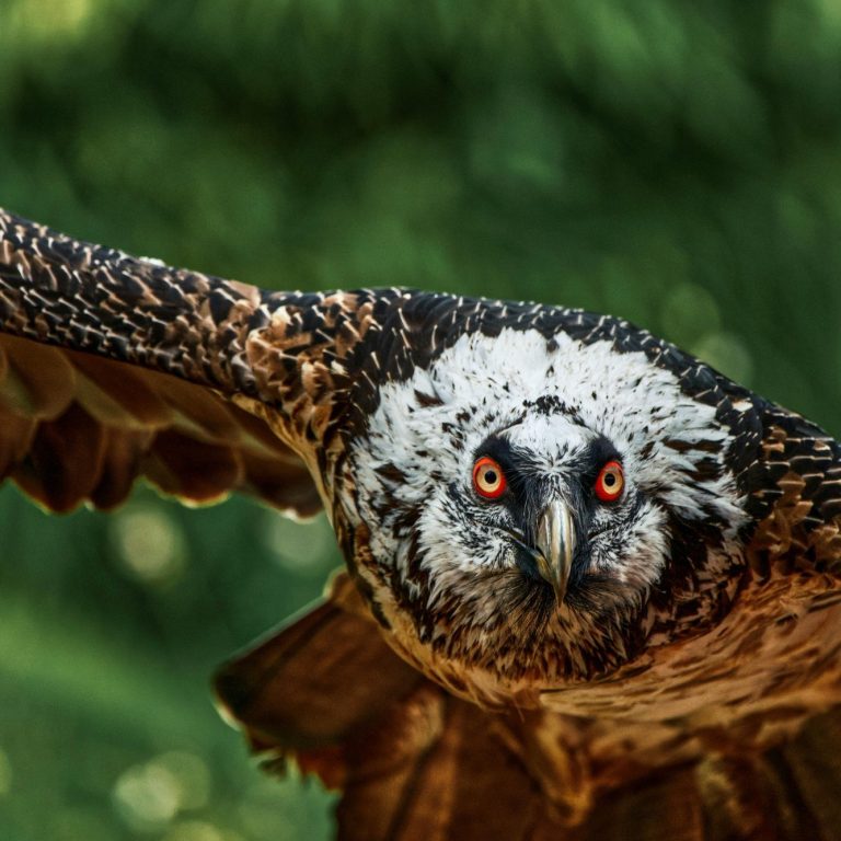 Los dominios del quebrantahuesos. QUebrantahuesos volando en Picos de Europa. Avistamiento de aves
