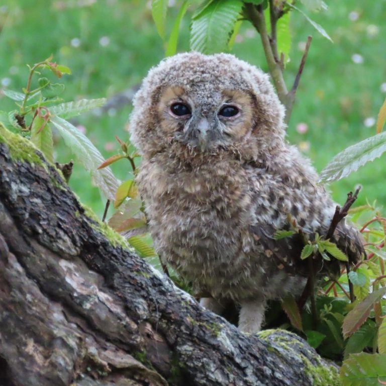 Pollo de cárabo en actividad de observación de aves.