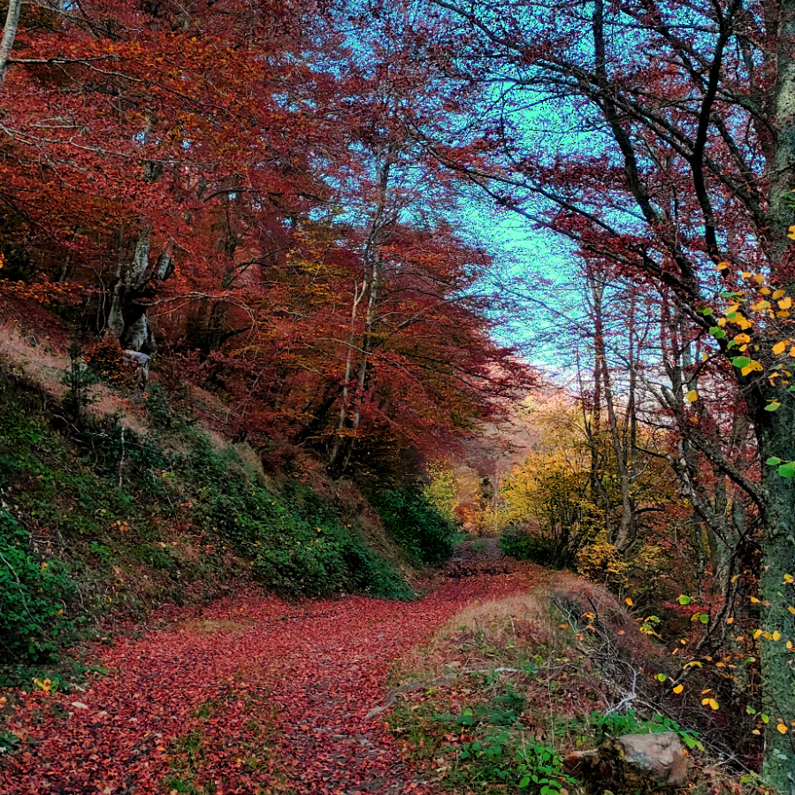 Bosques y estrellas. Actividades de agosto