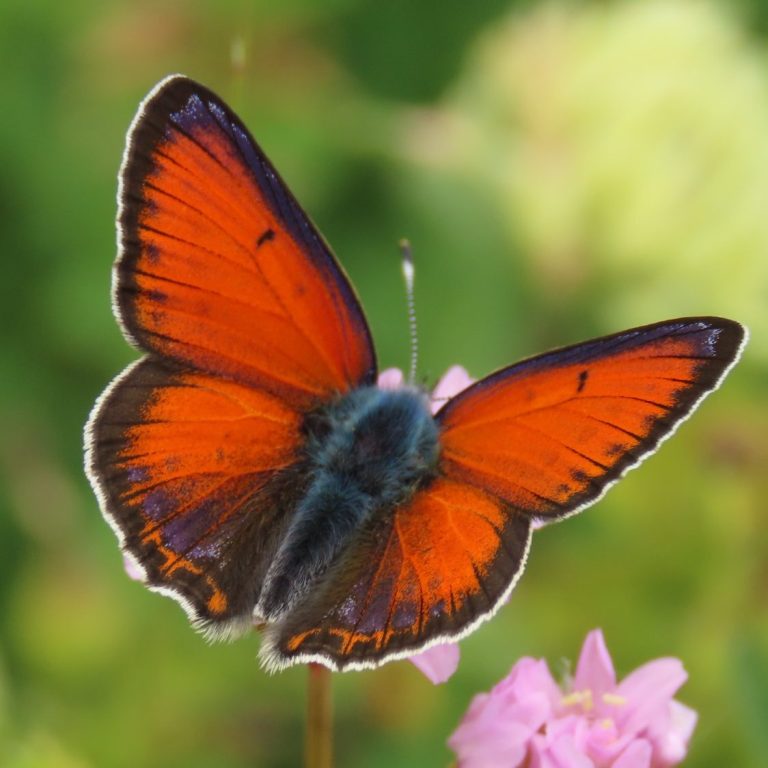 Observación de mariposas. Lycaena hippothoe