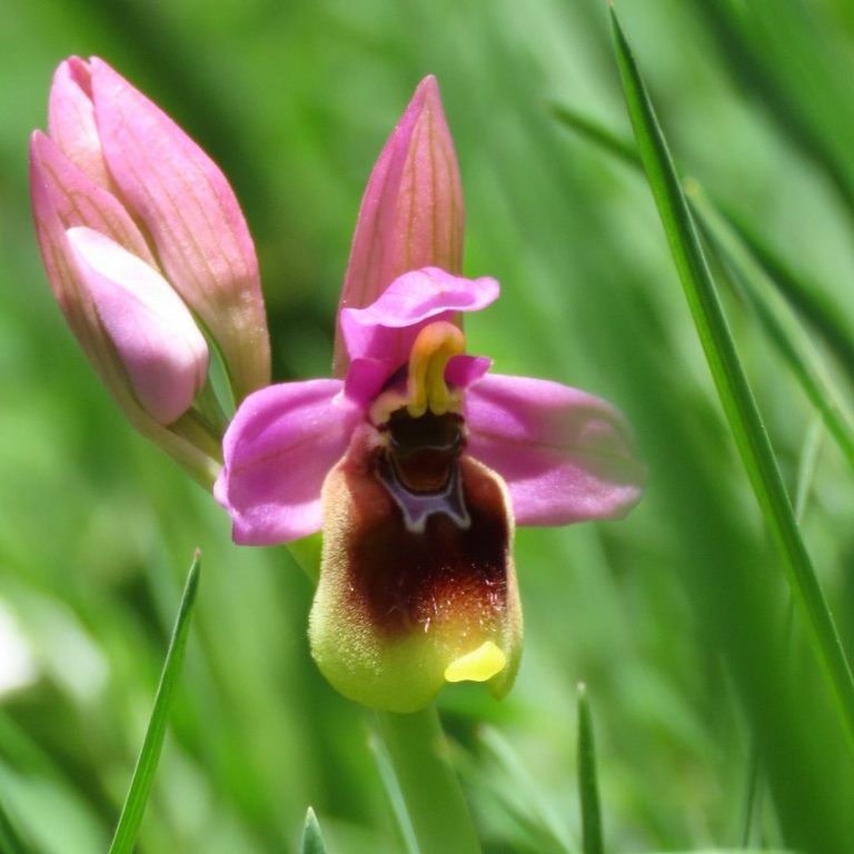 Observación de Orquídeas en Picos de Europa