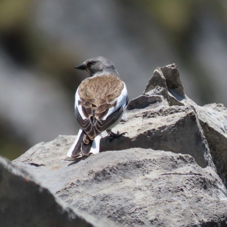 Gorrión alpino en actividad de observación de aves alpinas en Picos de Europa.